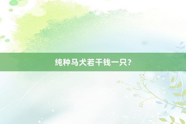 纯种马犬若干钱一只？